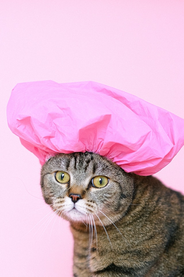 Imagem de gato com touca de banho