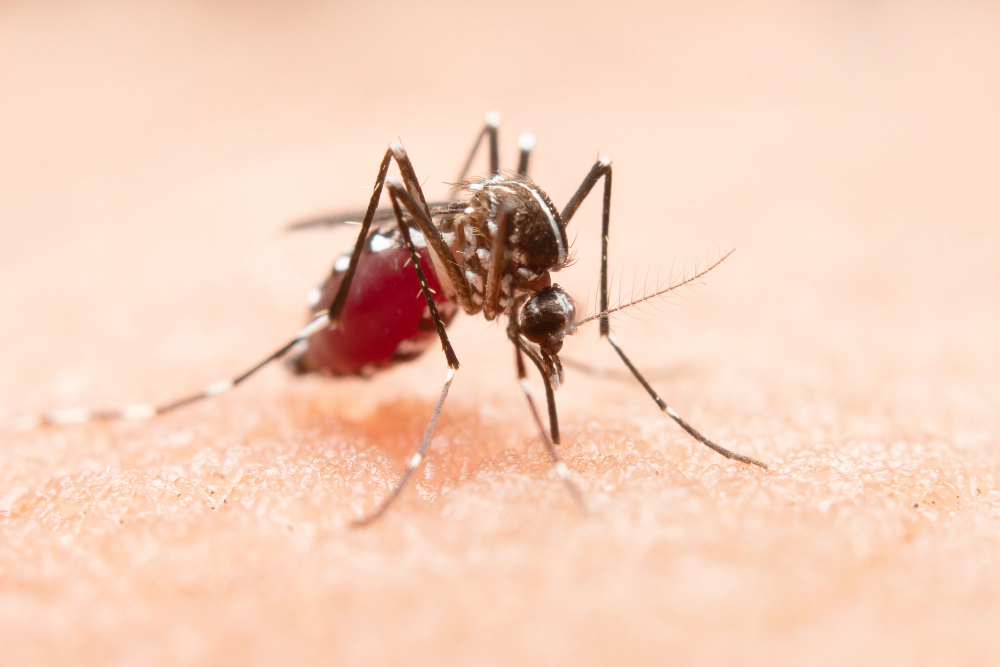 Os casos de dengue aumentam em períodos de chuvas. 